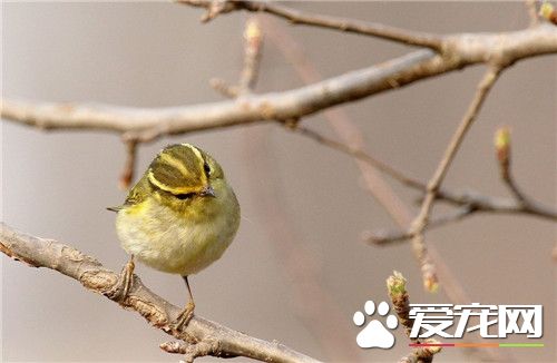 黃眉柳莺和黃腰柳莺的區別 沒有淡黃色的眉紋