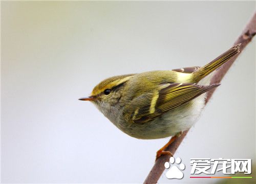 黃眉柳莺和黃腰柳莺的區別 沒有淡黃色的眉紋