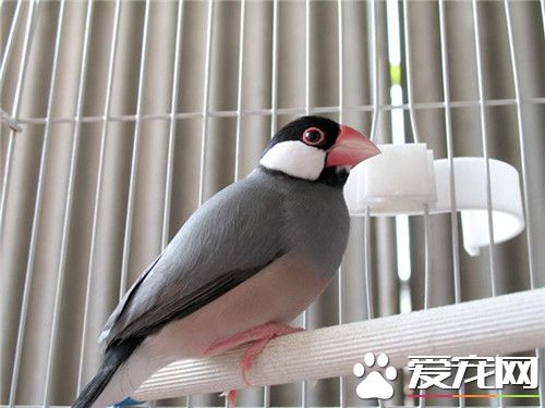 灰文鳥不停蹭嘴 可能是身體有一些的不舒服