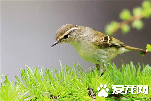黃眉柳莺吃什麼 柳莺喜歡吃蝽象葉跳蟬