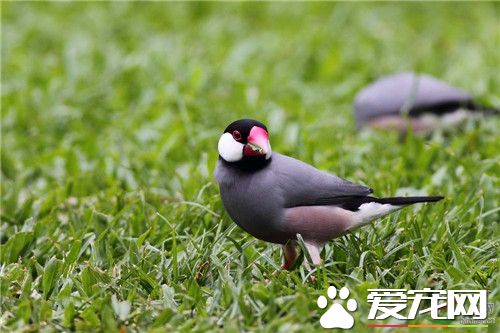 灰文鳥不停蹭嘴 可能是身體有一些的不舒服