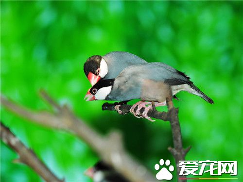 灰文鳥不停蹭嘴 可能是身體有一些的不舒服
