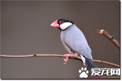 灰文鳥壽命 灰文鳥的平均壽命10到15年