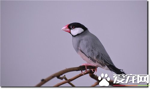 灰文鳥壽命 灰文鳥的平均壽命10到15年