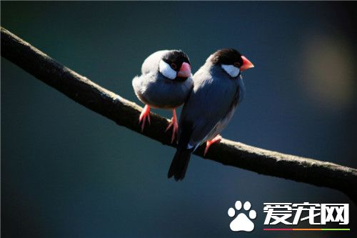 灰文鳥壽命 灰文鳥的平均壽命10到15年