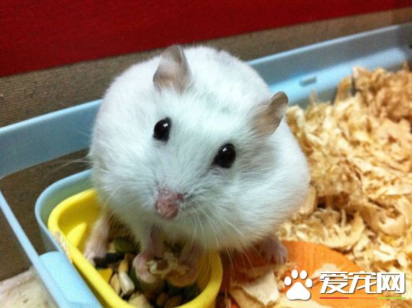 銀狐倉鼠的習性 銀狐倉鼠是夜行性動物