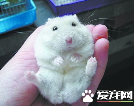銀狐倉鼠的習性 銀狐倉鼠是夜行性動物