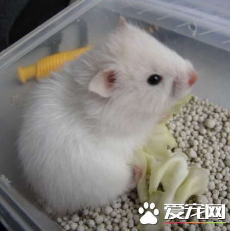西施熊品種 西施熊品種只有一種有不同顏色