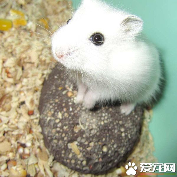 銀狐倉鼠咬人嗎 銀狐倉鼠不怎麼咬人