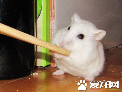 銀狐倉鼠喜歡吃什麼 各種雜草種子和糧食為主