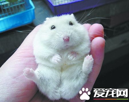 銀狐倉鼠能長多大 成年後大約有8到11厘米