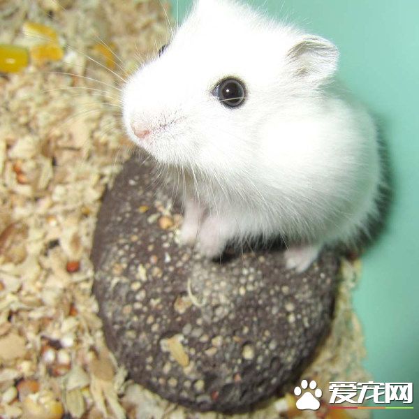 銀狐倉鼠可以長多大 體重有三十到四十五克