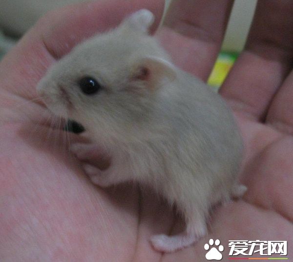 銀狐倉鼠怎麼上手 盡量讓它熟悉你的氣味