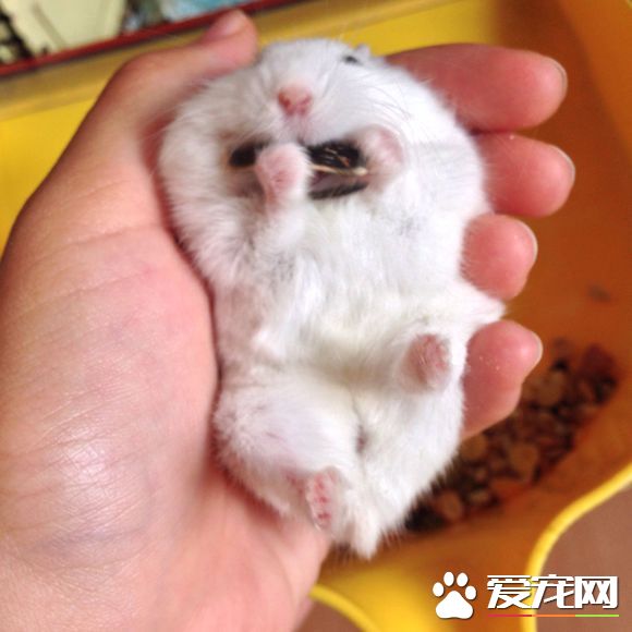 銀狐倉鼠吃什麼 主食各種雜草種子和糧食