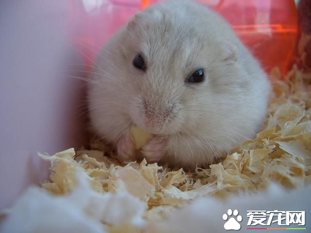 奶茶倉鼠能活多長時間 一般壽命兩到三年左右