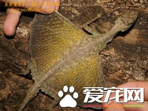 飛蜥能滑翔多遠 能輕松滑行一個足球場的距離