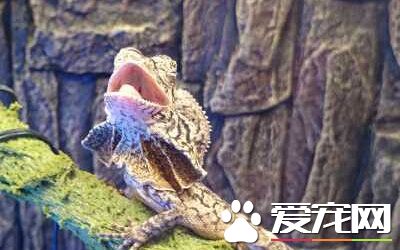 傘蜥能飛嗎 蜥蜴中的傘蜥是不會飛翔的