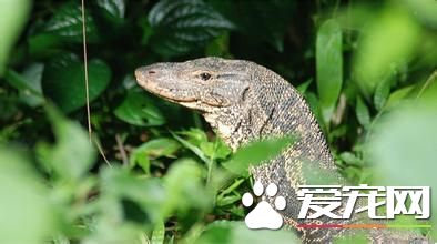 薩氏巨蜥有毒嗎 飼養薩氏巨蜥要注意消毒工作