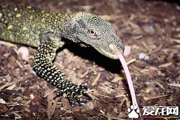 薩氏巨蜥有毒嗎 飼養薩氏巨蜥要注意消毒工作
