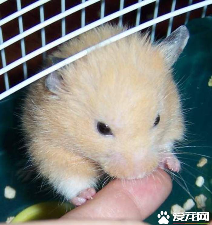 金絲熊生活習性 要多喂含大量水分的食物