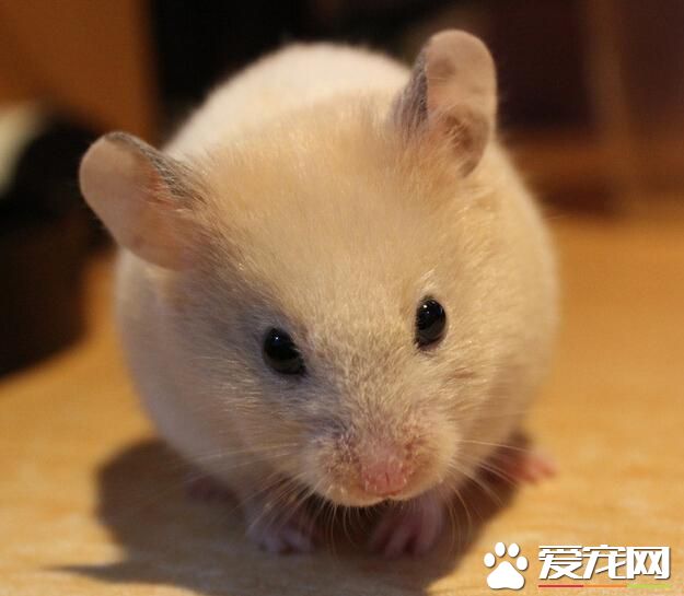 金絲熊不能吃什麼 蔬果部分請勿一次喂食太多