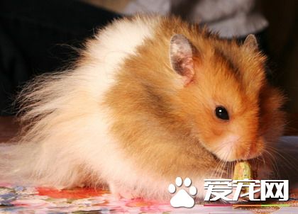 金絲熊不能吃什麼 蔬果部分請勿一次喂食太多