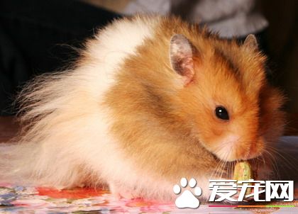 金絲熊生活習性 要多喂含大量水分的食物