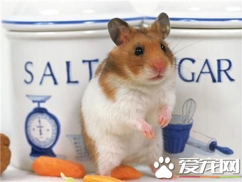 金絲熊怕什麼 睡覺的時候不要嚇到金絲熊
