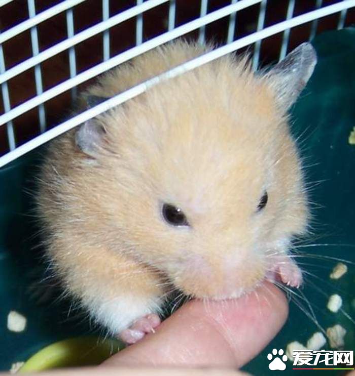 金絲熊怕什麼 睡覺的時候不要嚇到金絲熊