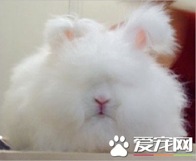 英國安哥拉兔能活多久 安哥拉兔能活10年左右