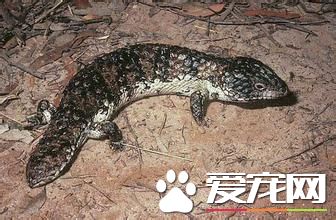 松果蜥保護等級 松果蜥屬於珍惜級動物