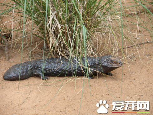 松果蜥保護等級 松果蜥屬於珍惜級動物