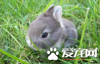 雷克斯兔怎樣 雷克斯兔享有兔中之王的美譽