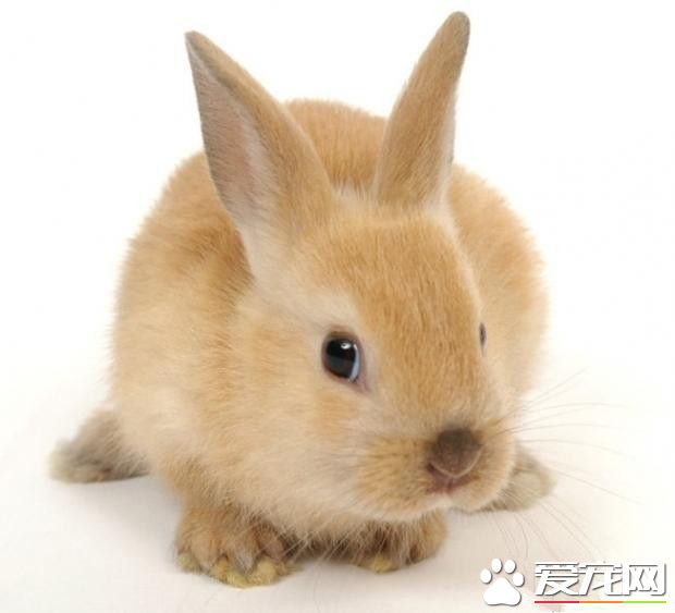 波蘭兔怎麼樣 波蘭兔膽小怕驚而善跑