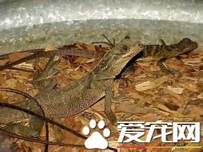 斑帆蜥怎麼樣 斑帆蜥屬於半樹棲型蜥蜴