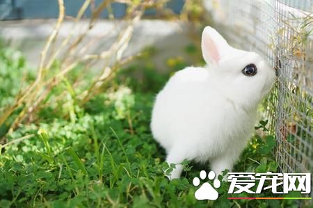 波蘭兔怎麼樣 波蘭兔膽小怕驚而善跑