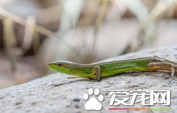 北草蜥照什麼燈 紫外線是不可或缺的條件