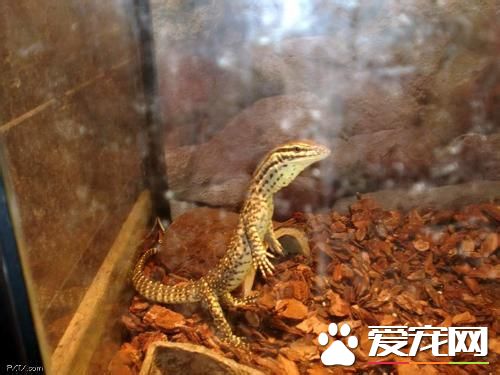 砂巨蜥多久成體 一般長度為120厘米算成體
