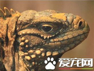 古巴鬣蜥的壽命 壽命一般在40到60年左右