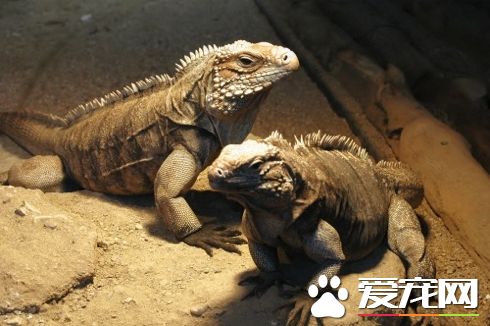 古巴鬣蜥的壽命 壽命一般在40到60年左右