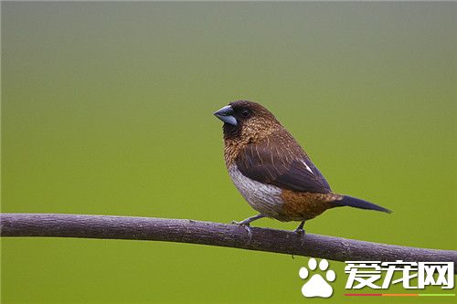 白腰文鳥怎麼分公母 可以通過排洩孔來分辨