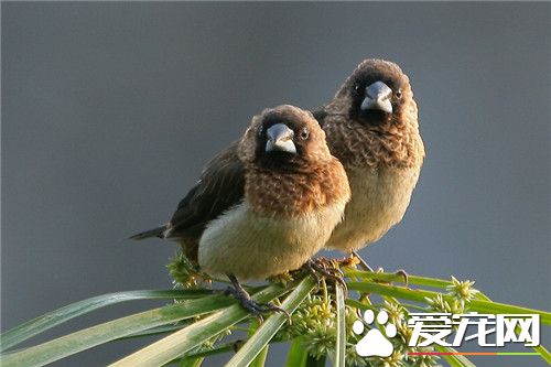 白腰文鳥怎麼分公母 可以通過排洩孔來分辨