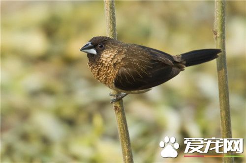 白腰文鳥怎麼分公母 可以通過排洩孔來分辨