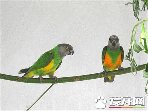 塞內加爾鹦鹉繁殖 繁殖期主要在潮濕的季節