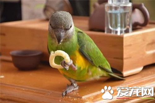 塞內加爾鹦鹉繁殖 繁殖期主要在潮濕的季節