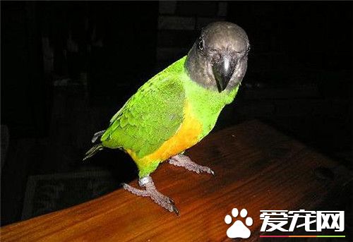 塞內加爾鹦鹉會說話嗎 說話能力比較平凡