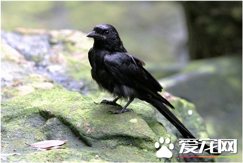 黑卷尾的叫聲 黑卷尾鳴聲噪雜而粗糙