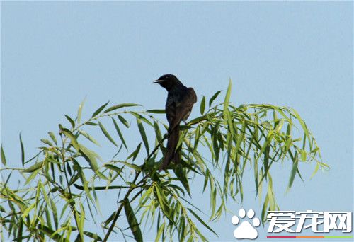 黑卷尾的叫聲 黑卷尾鳴聲噪雜而粗糙