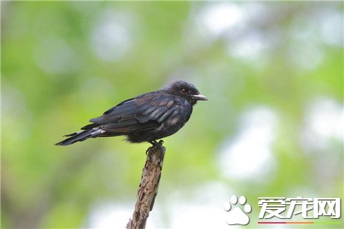 黑卷尾吃什麼 黑卷尾主要從空中捕食飛蟲