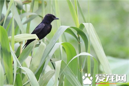 黑卷尾吃什麼 黑卷尾主要從空中捕食飛蟲